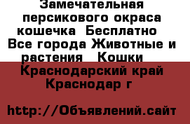 Замечательная персикового окраса кошечка. Бесплатно - Все города Животные и растения » Кошки   . Краснодарский край,Краснодар г.